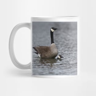 Mating Canada Geese Mug